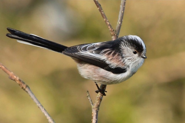 Long-Tailed Tit