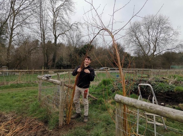 Willow Arch