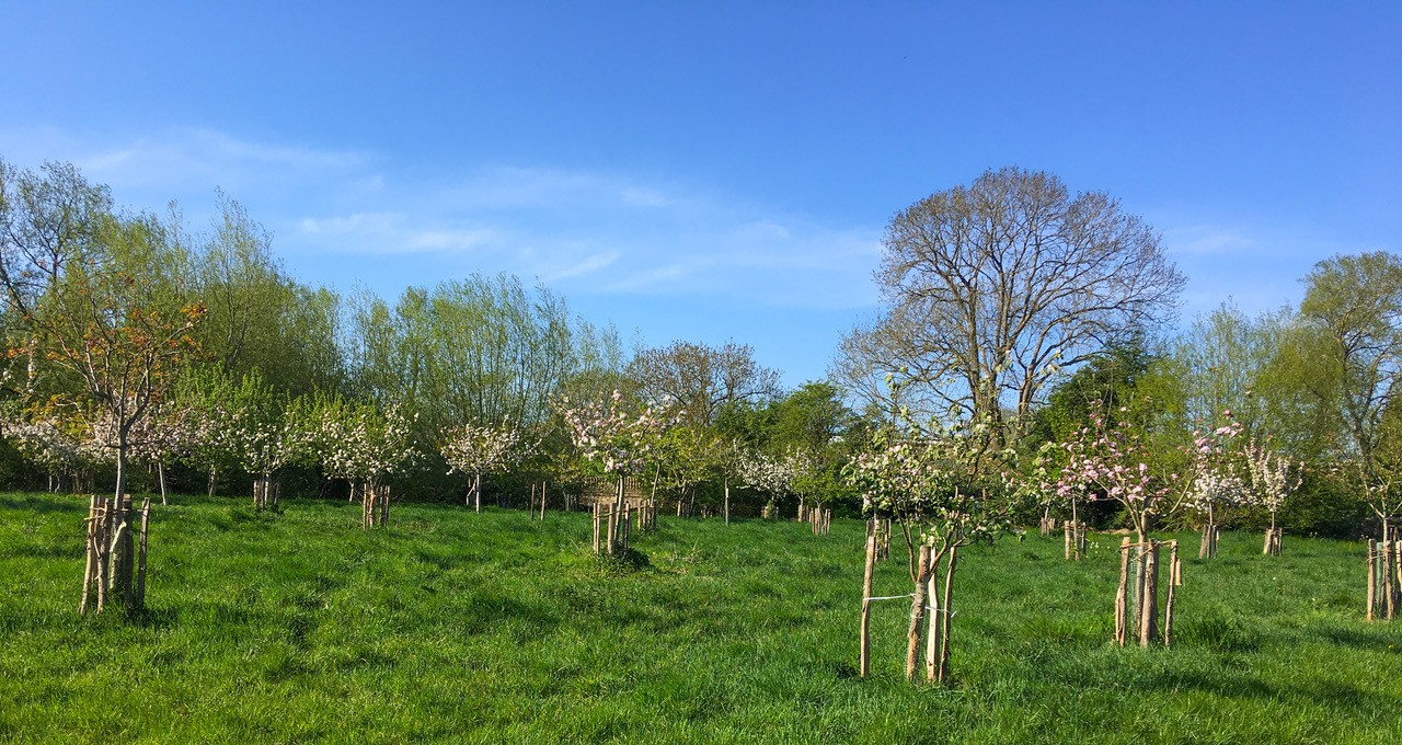 LongMead_orchard