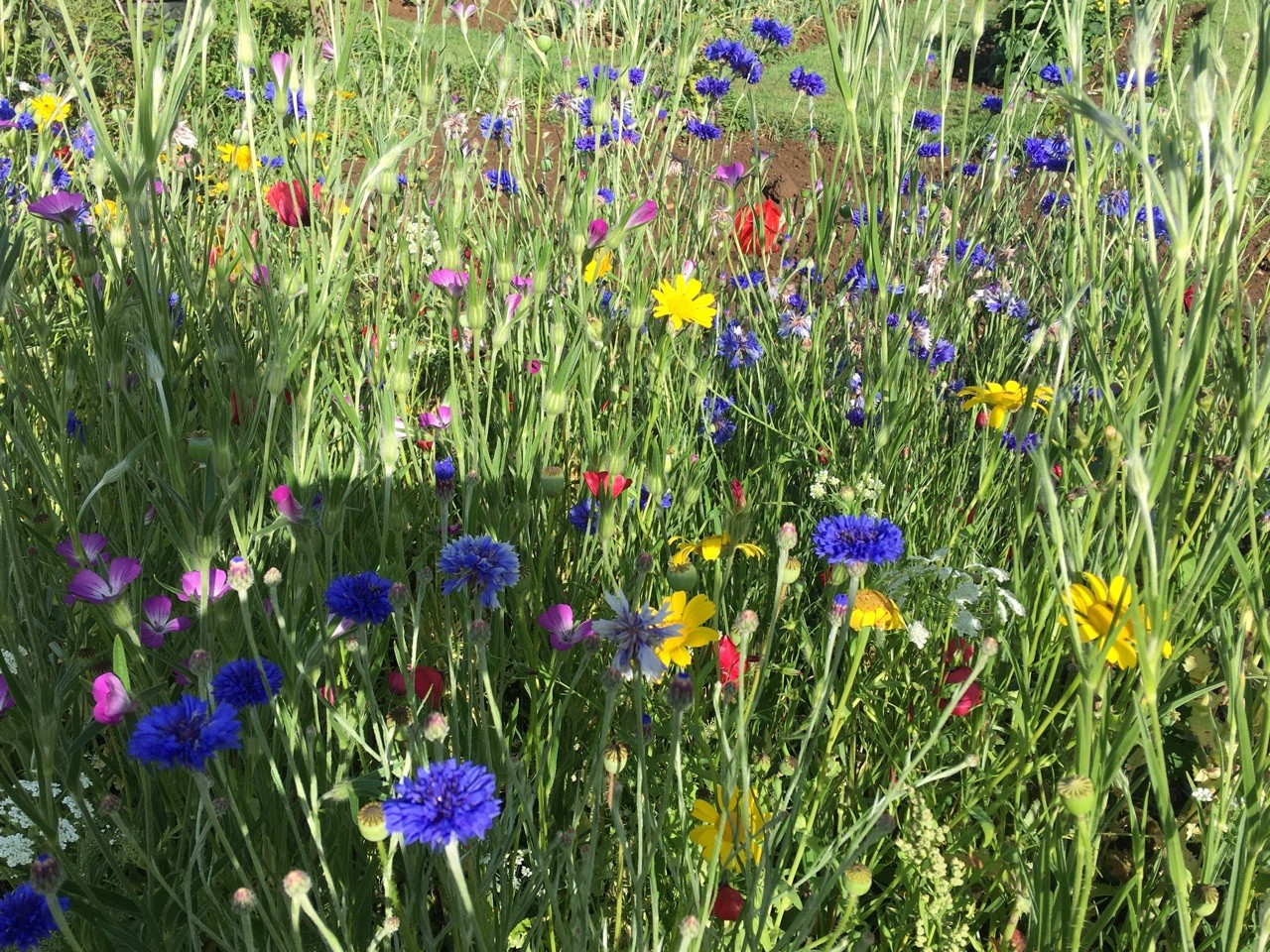 Heather's Allotment Patch