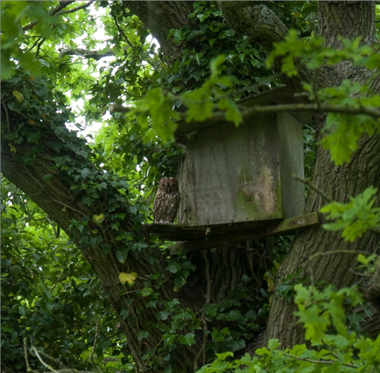 tawny owl