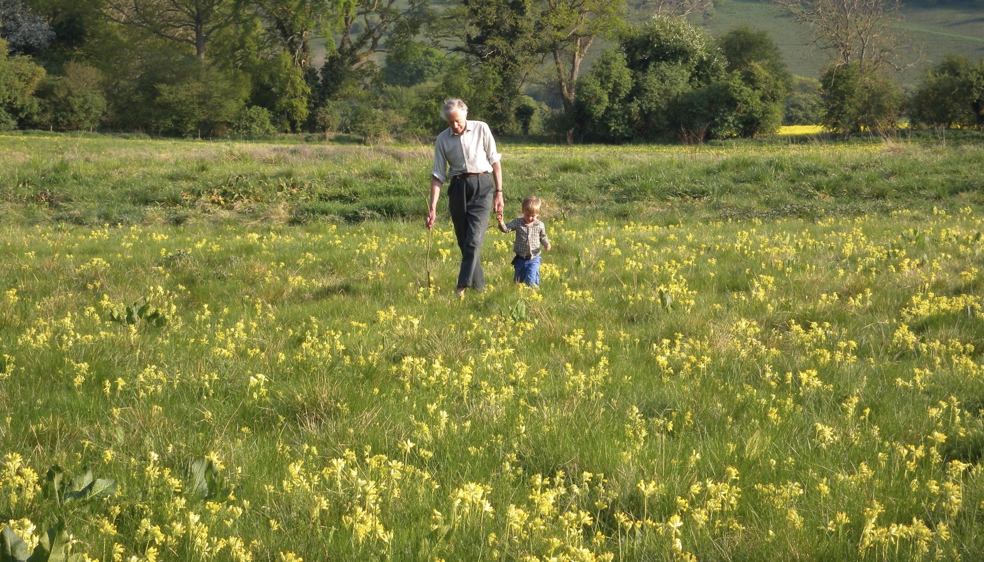 cowslips