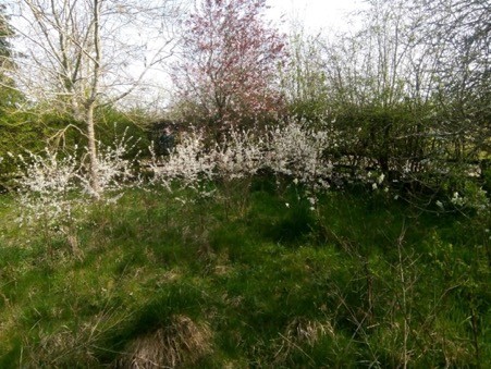 Blackthorn