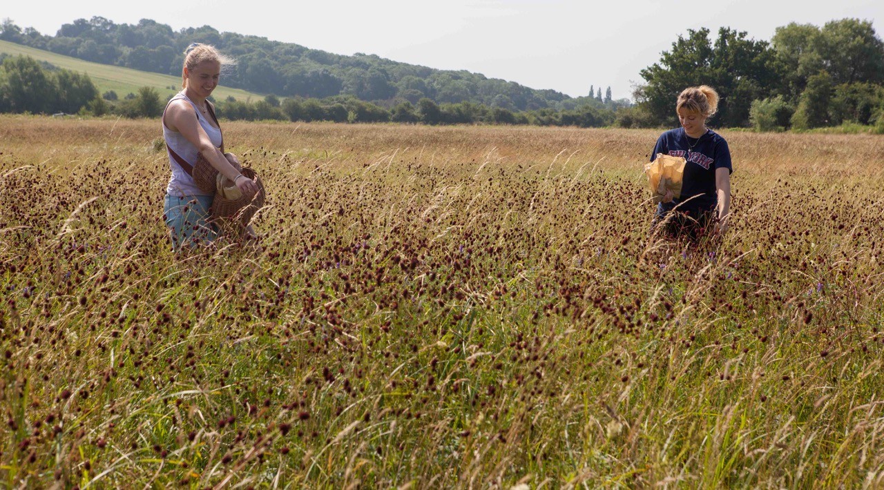 Picking seed-5081