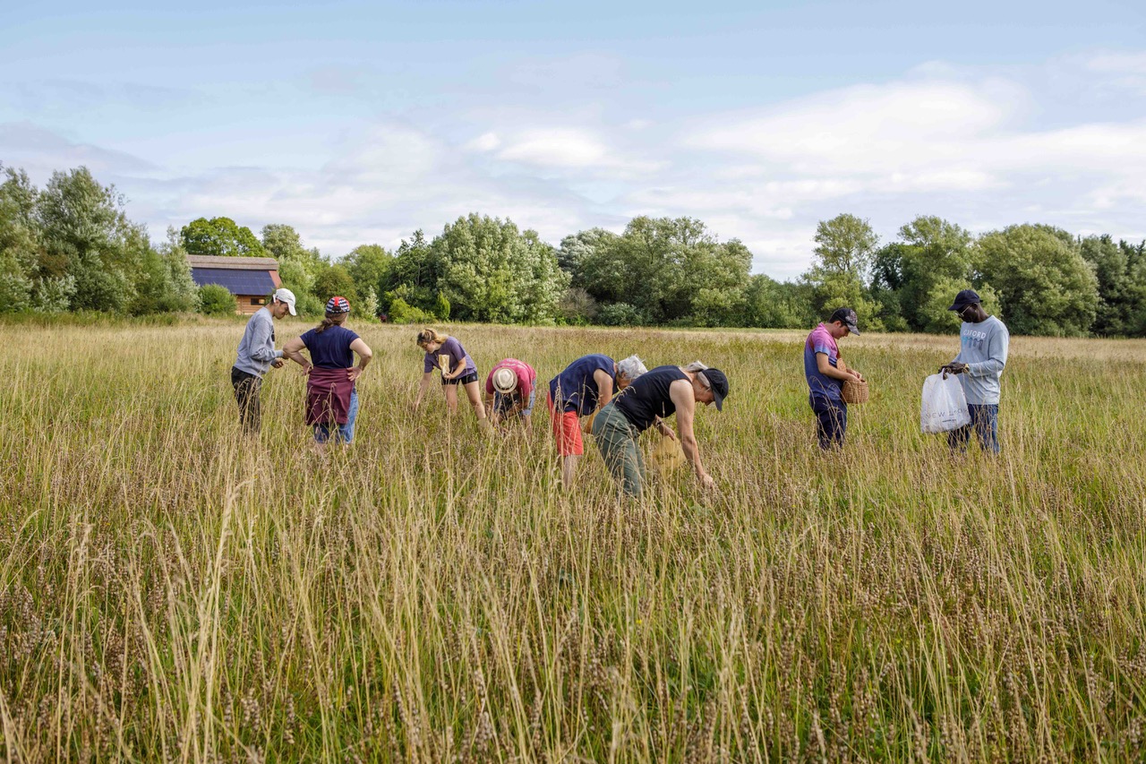 collecting seed-5649