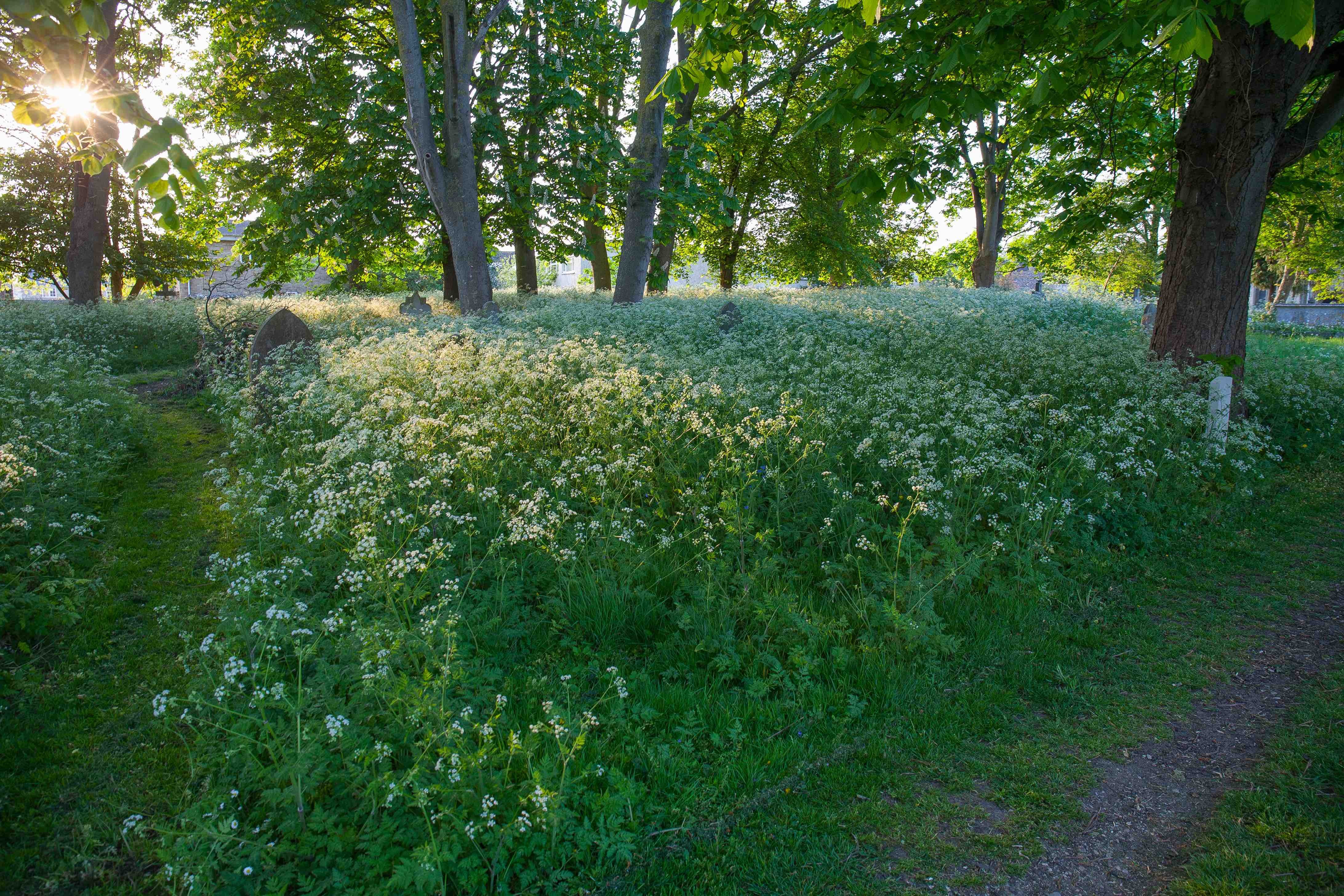 NRN website_Church_parsley2_0641