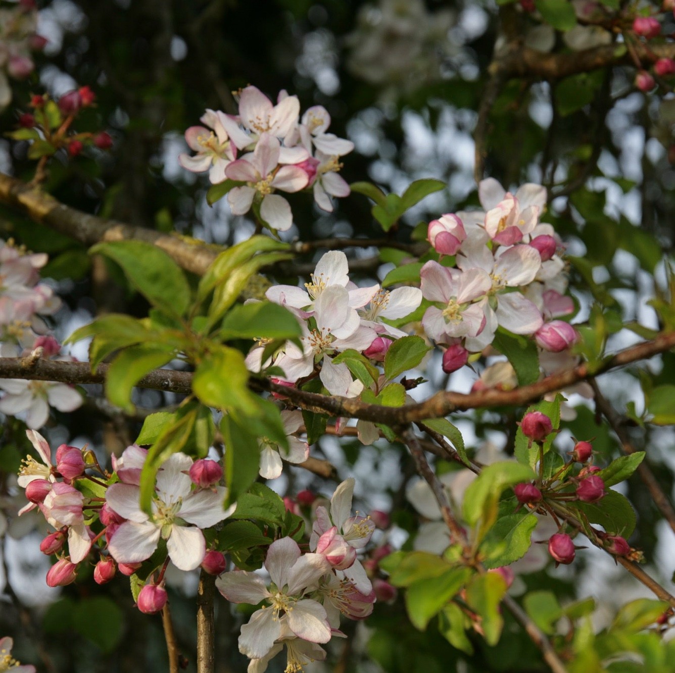 Crab Apple Blossom