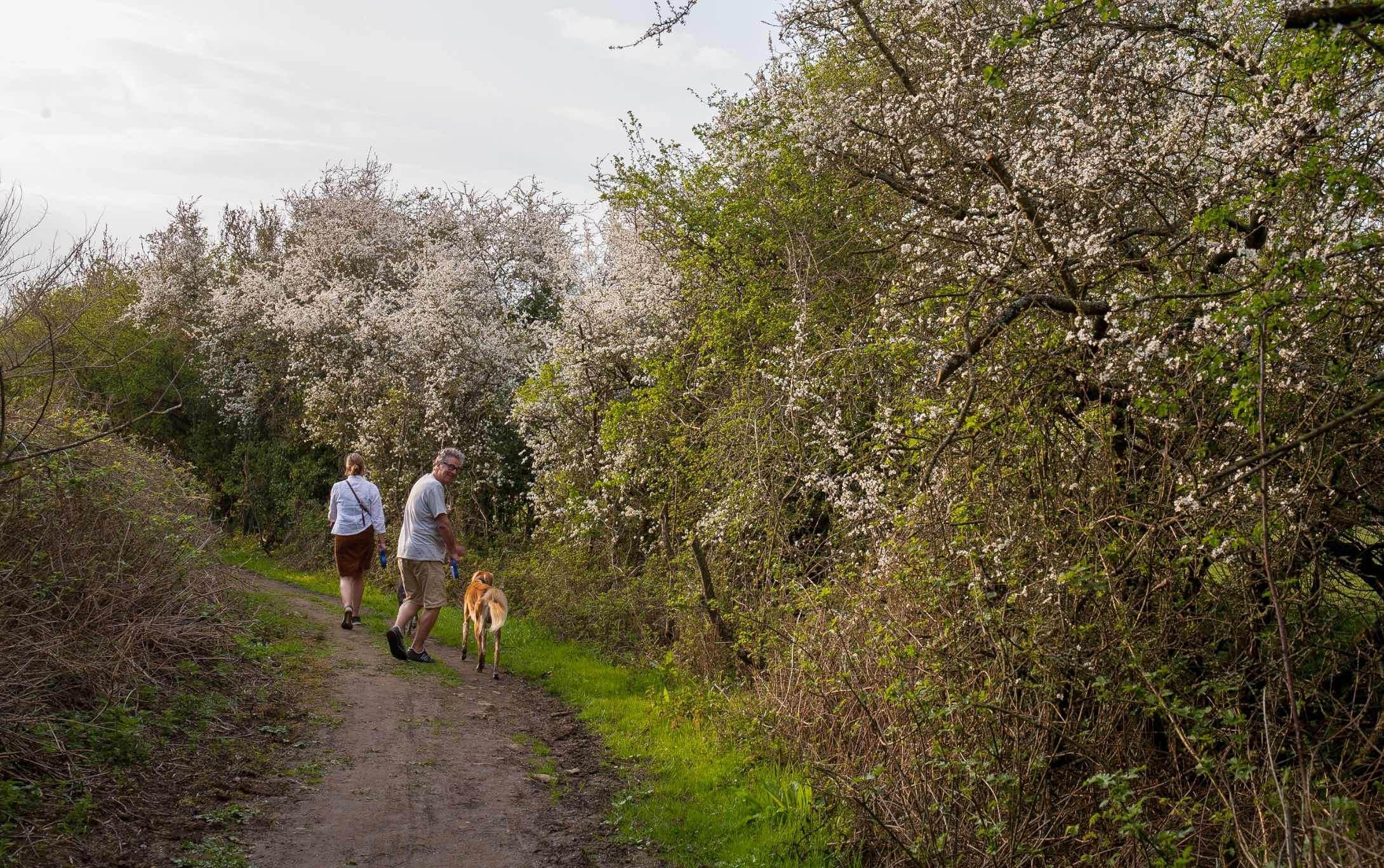 hedgerow_Mead_lane