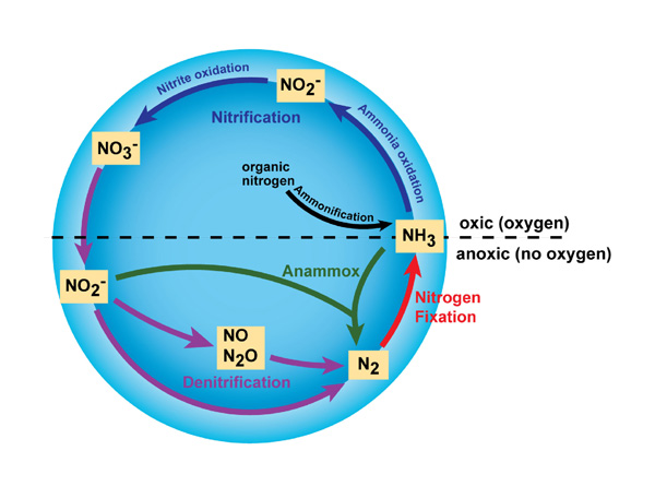 itrogen_cycle