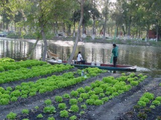 Camas_chinampas