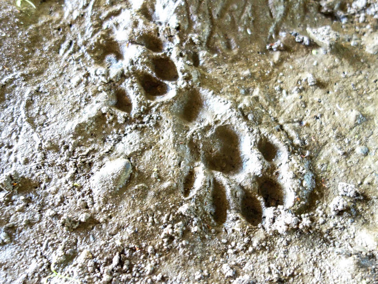 otter  print-00150