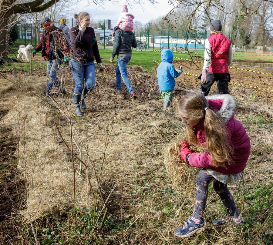 Primary School hedge-planting-6471