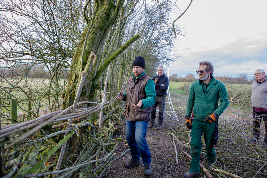 hedge-laying-6354