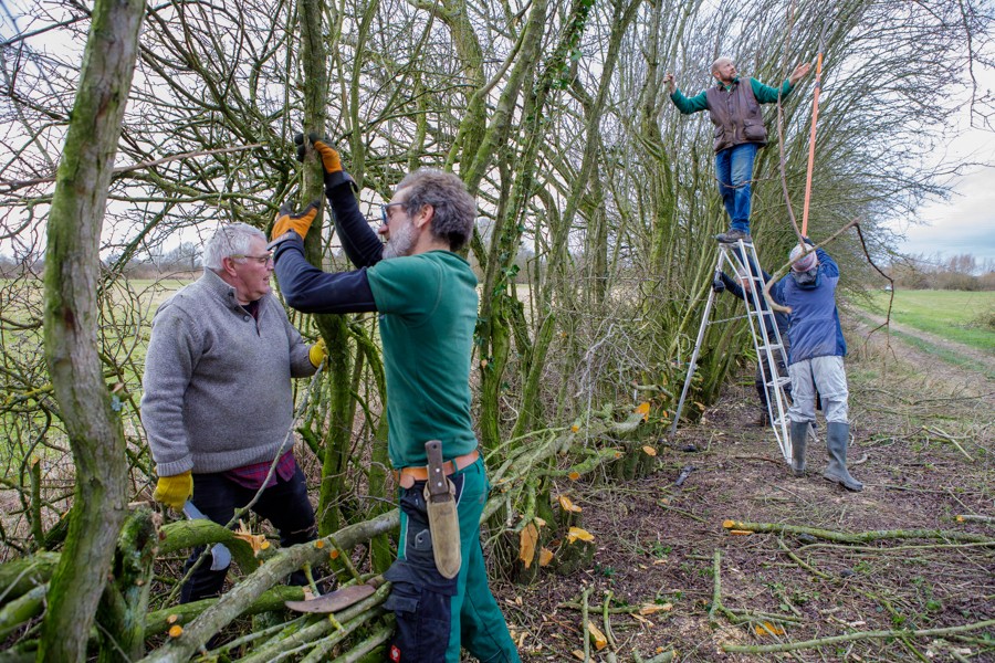 hedge-laying-6337