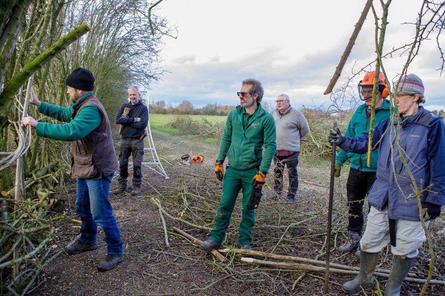 hedge-laying-6357