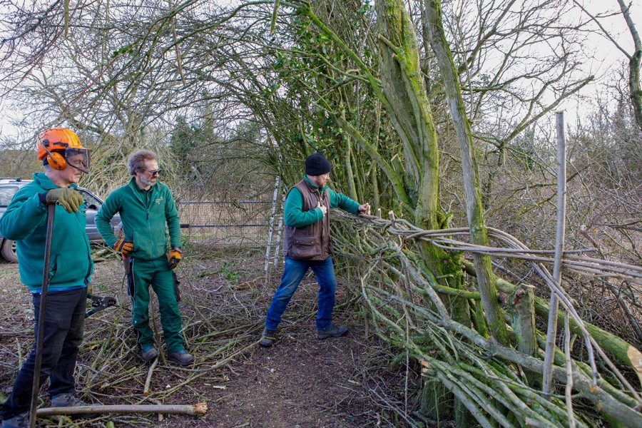 hedge-laying-6369