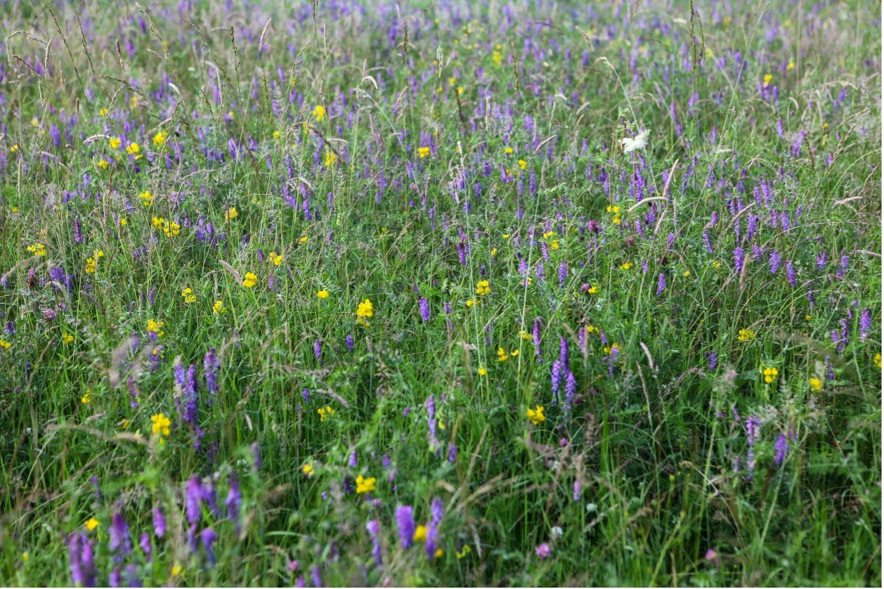 Hinksey tufted vetch