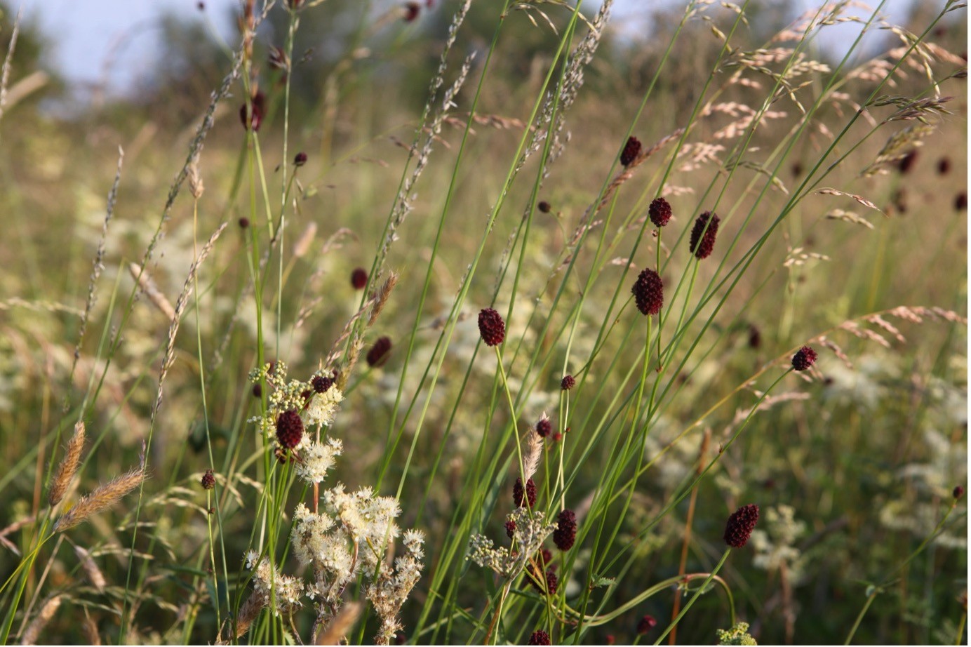 great burnet