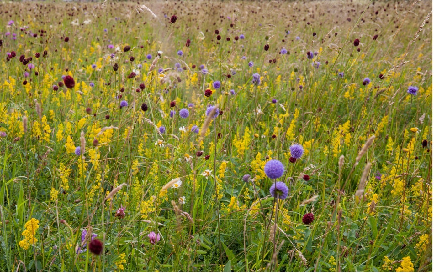 Devils bit scabious