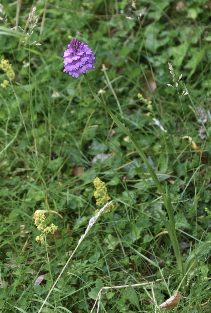 Steve_Howell_pyramid_orchid