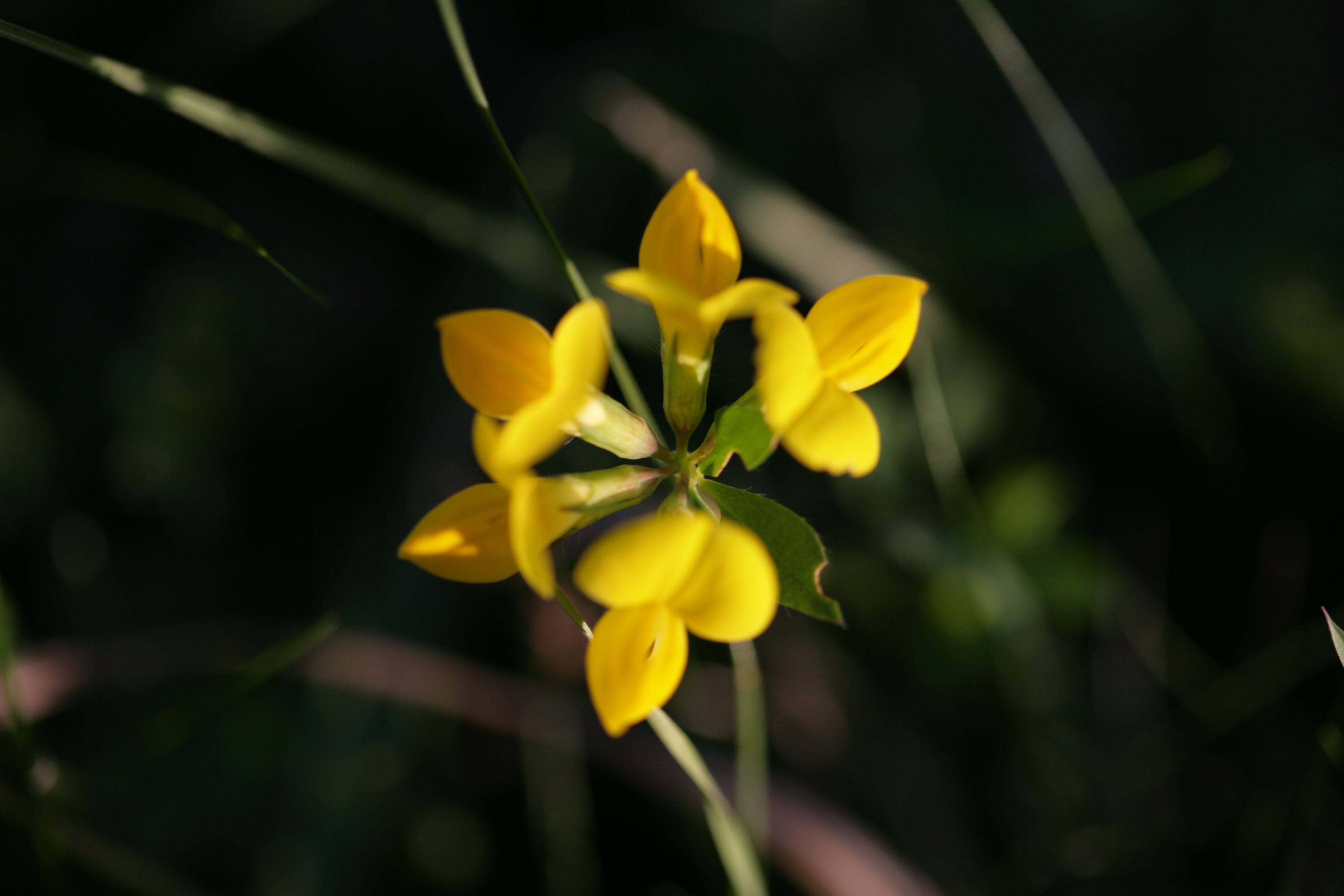 birds foot trefoil-1308