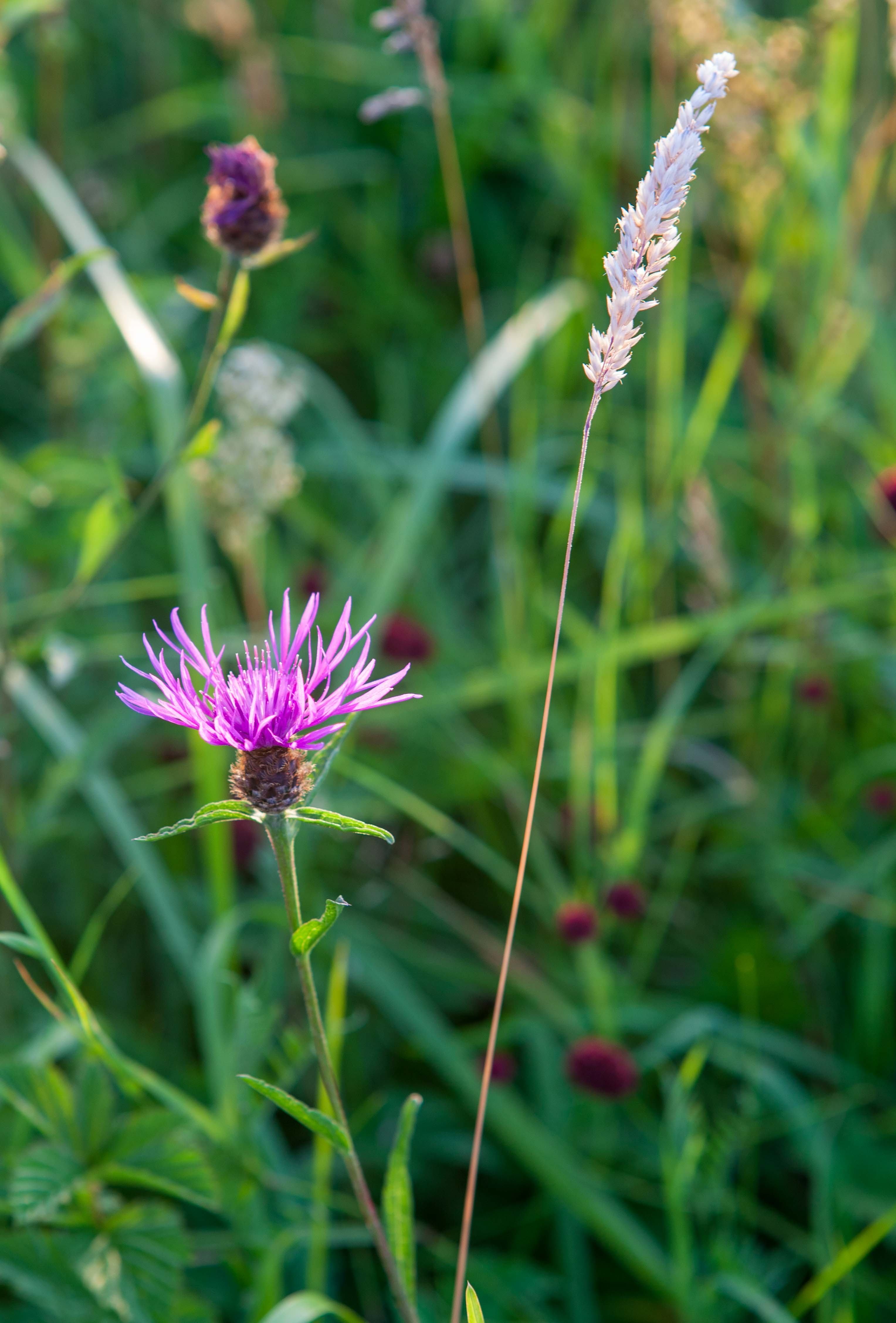 common knapweed-4886