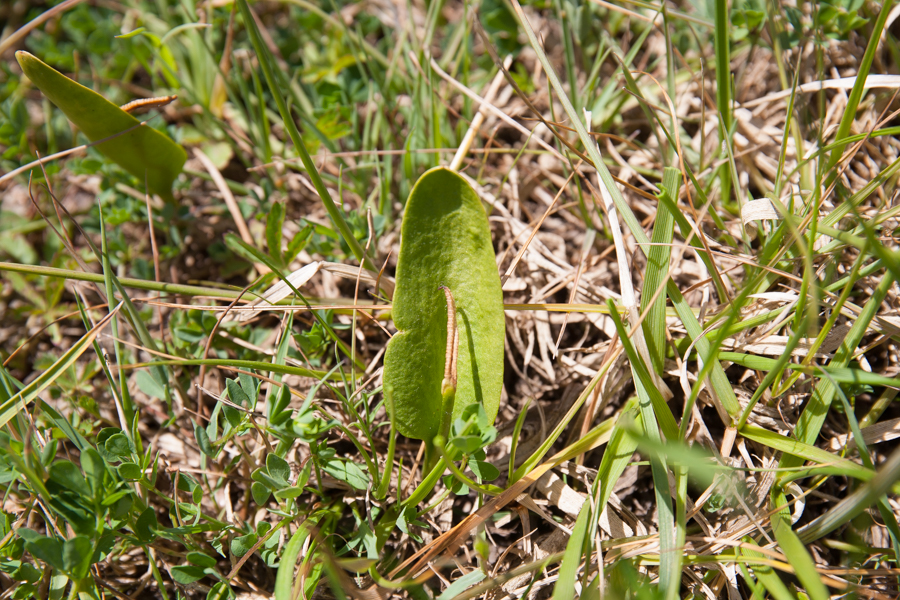 adder's tongue fern-9750