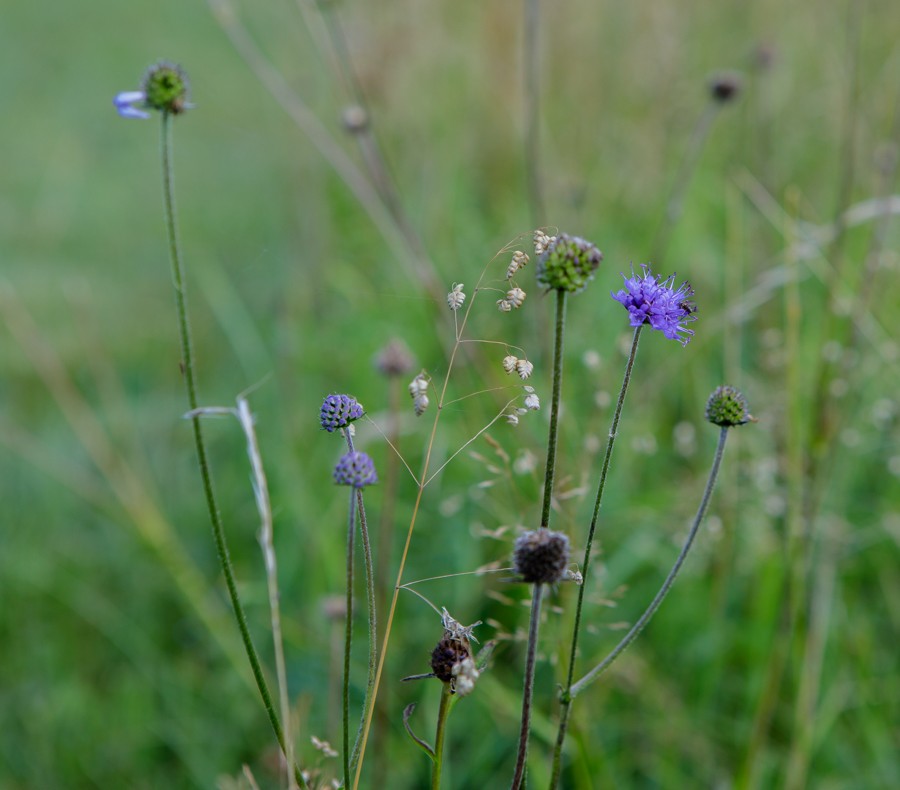 devils bit scabious-5260