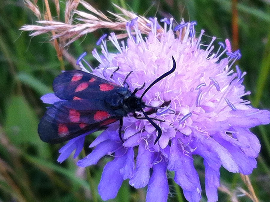 Field Scabious-1