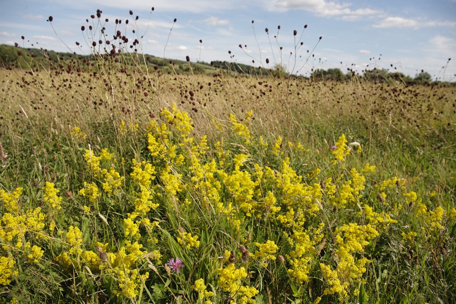 lady's bedstraw-0234