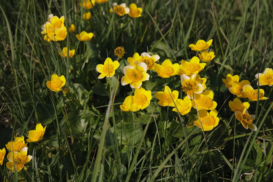 Marsh marigold-0577