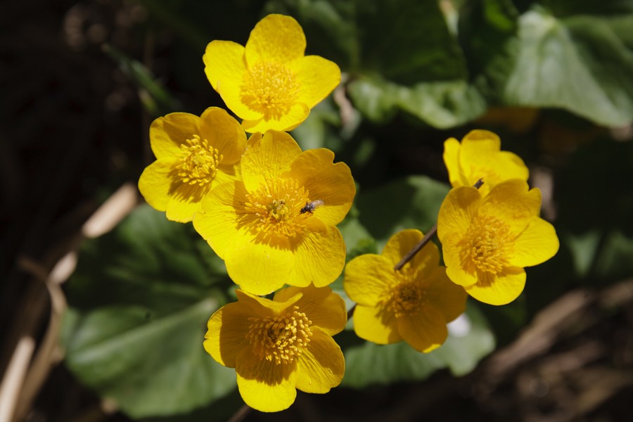 Marsh marigold-0770