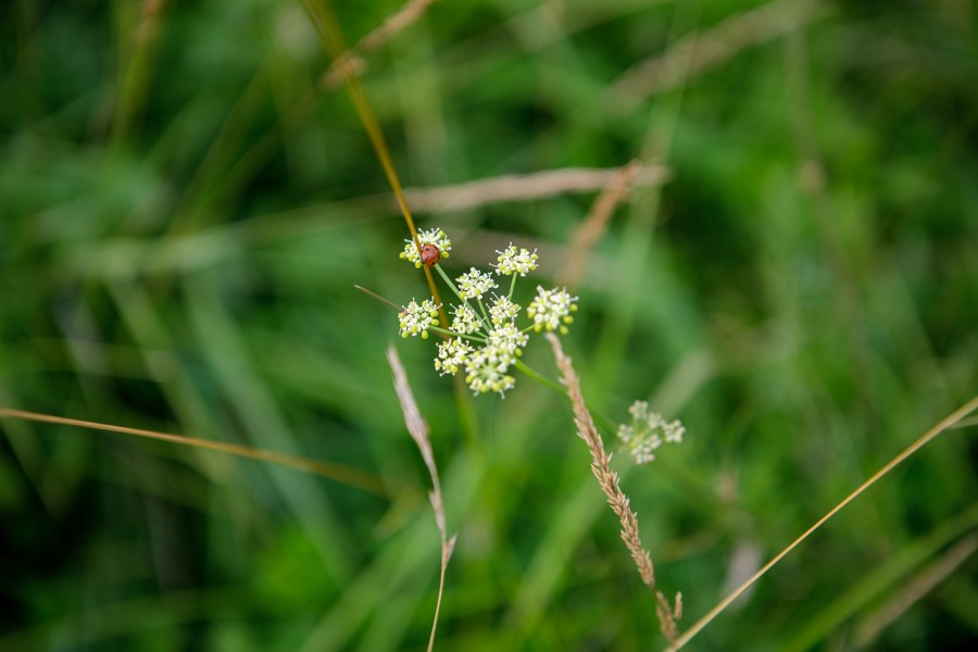 pepper saxifrage-5023