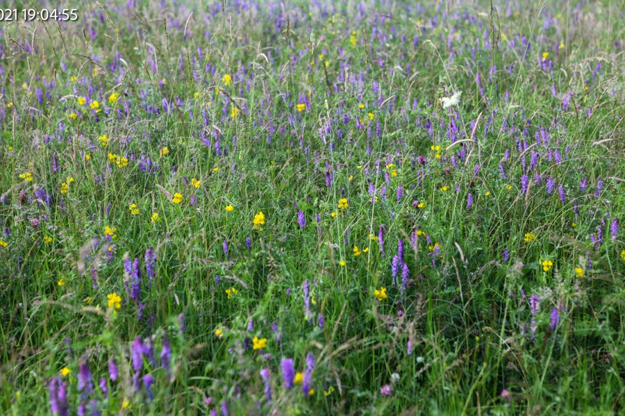 meadow vetchling-2