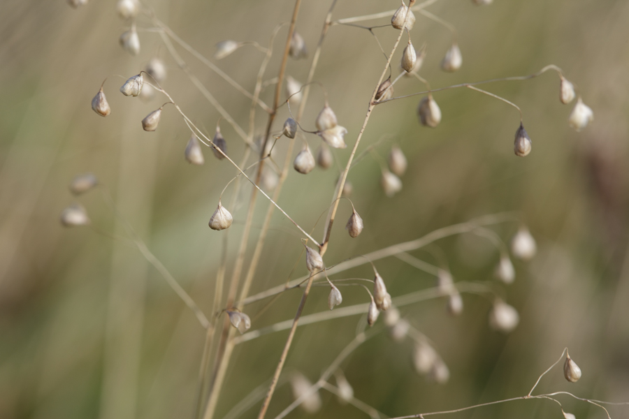 quaking grass-1889