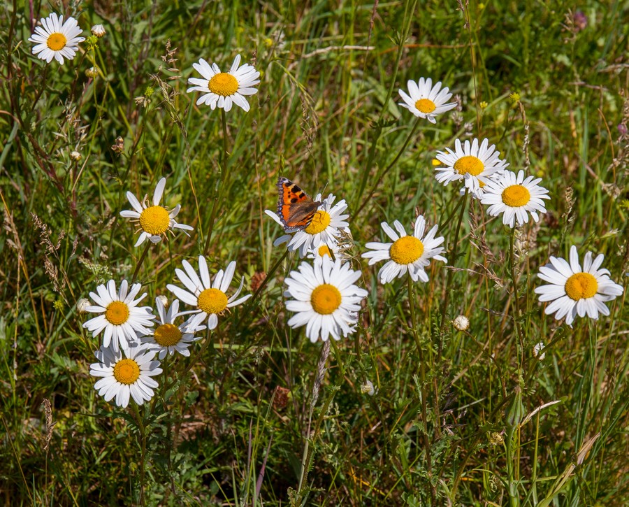 oxeye daisy-9774