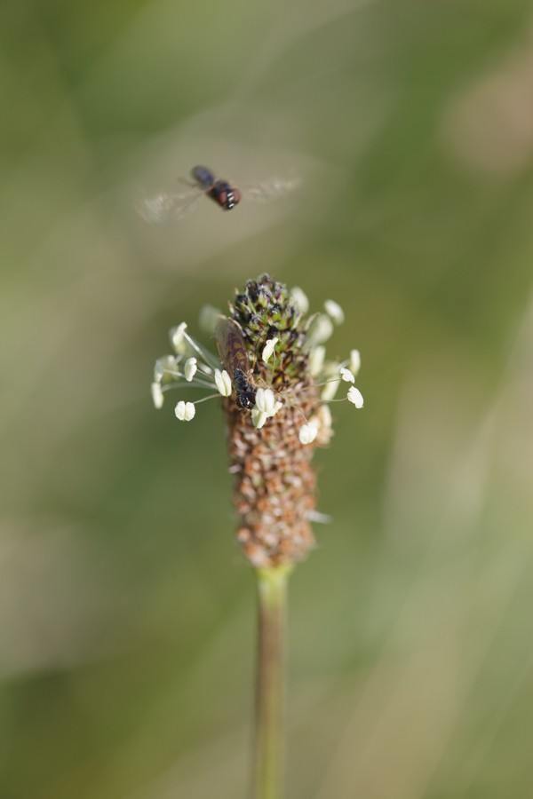 ribwort plantain-1906