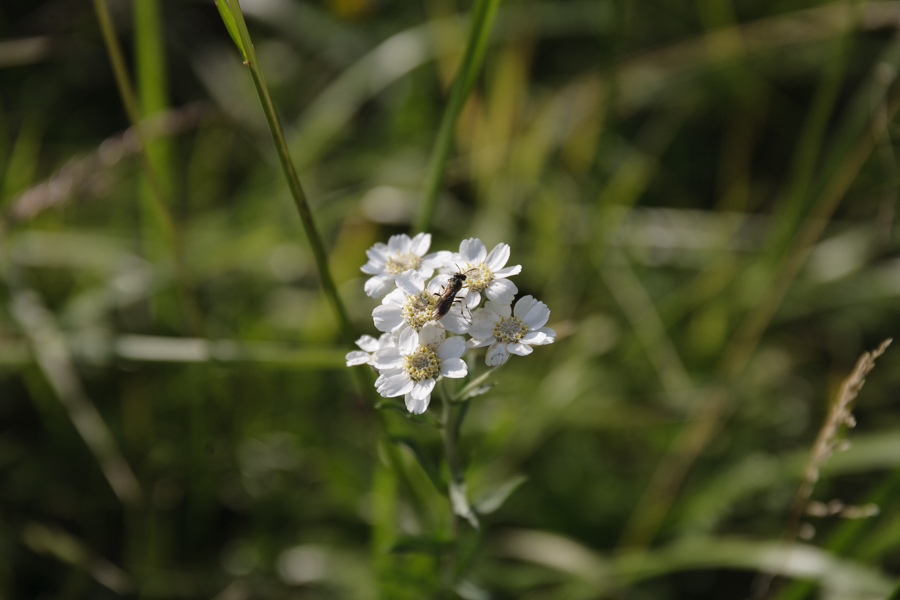 Sneezewort-0268