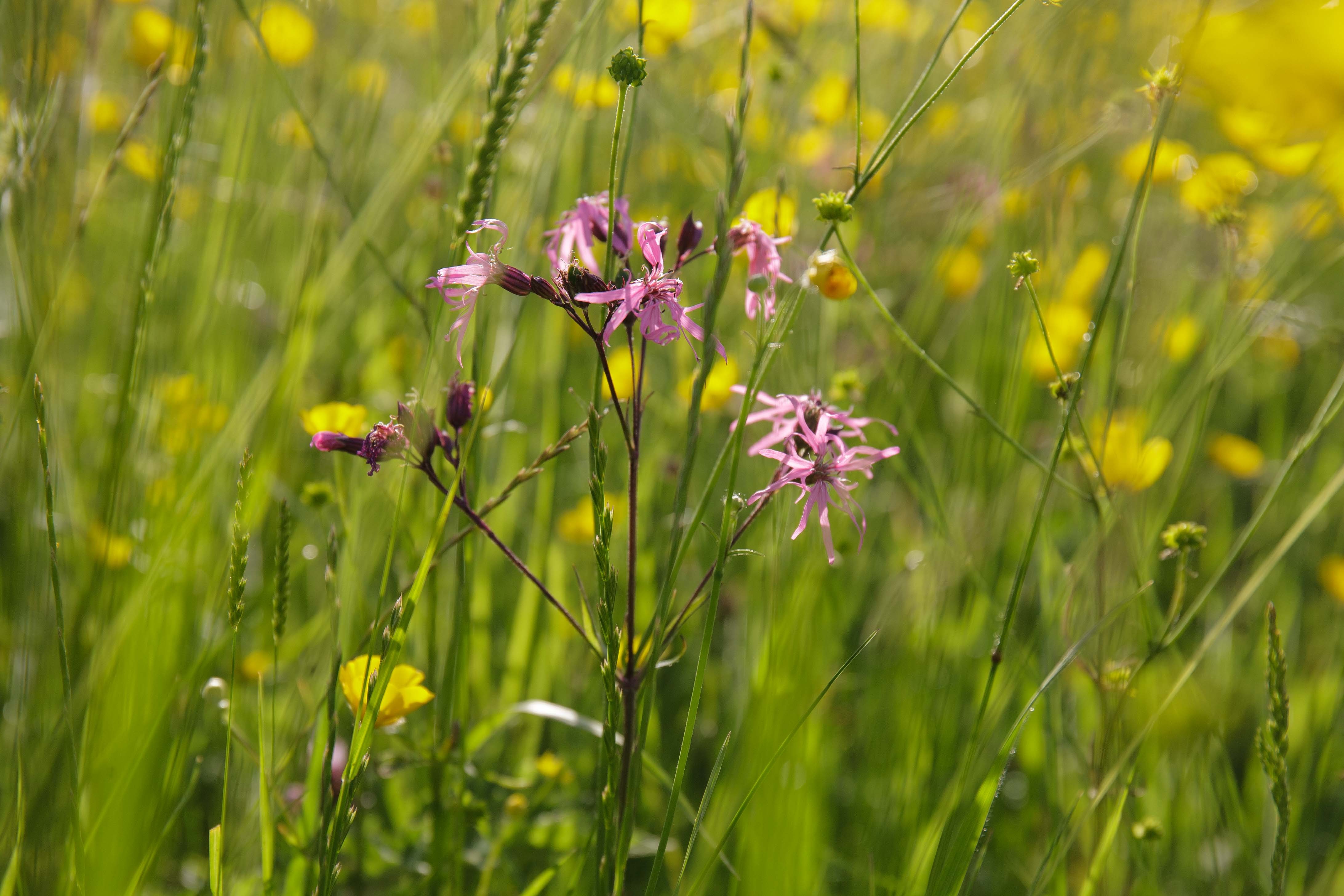 ragged robin-1712