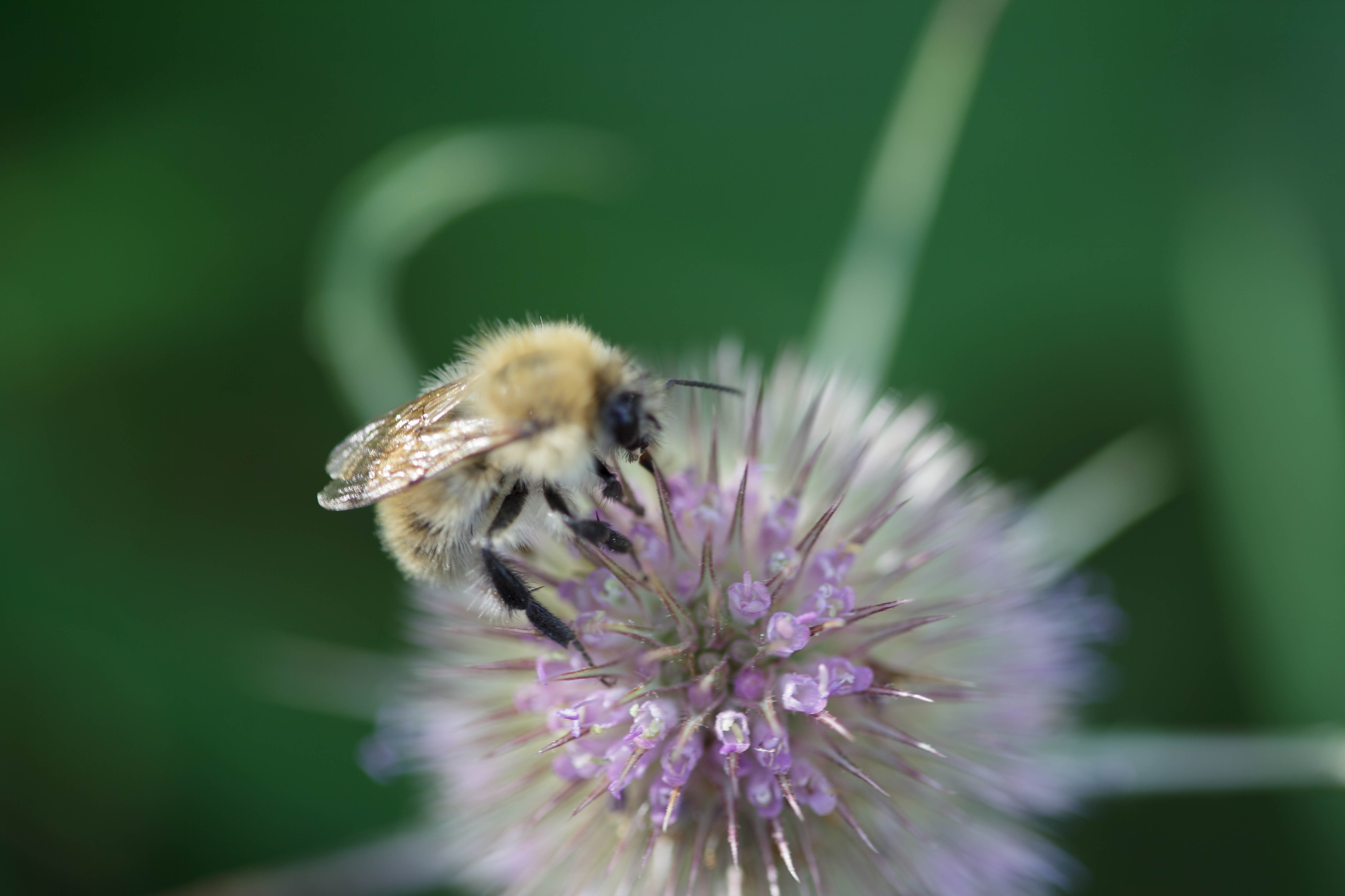 teasel-1847