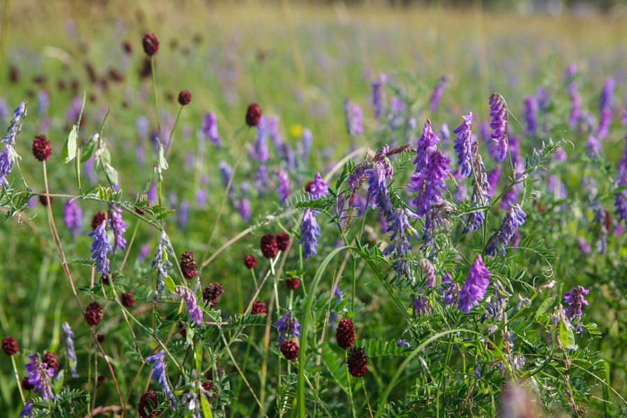 tufted vetch-5035