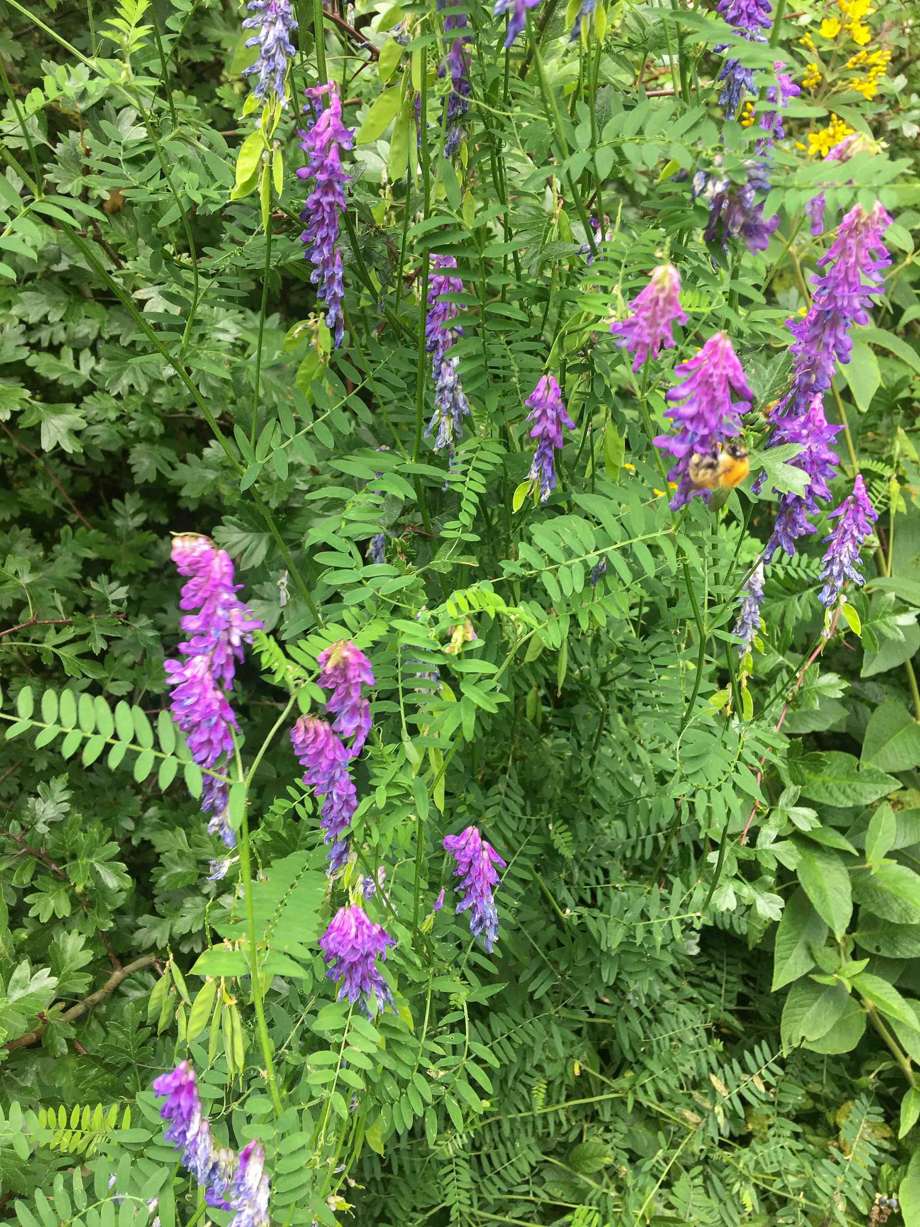 tufted vetch-8137