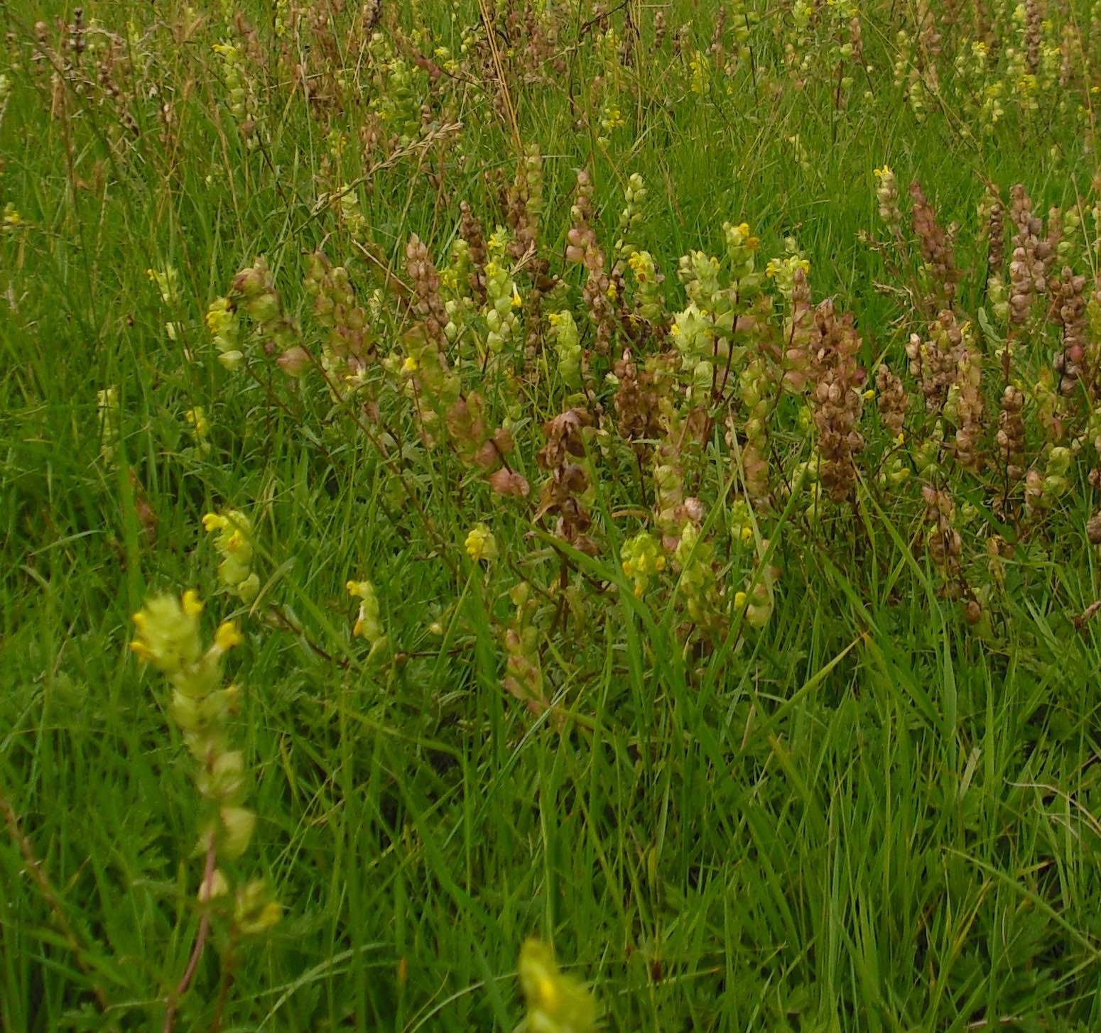 yellow_rattle