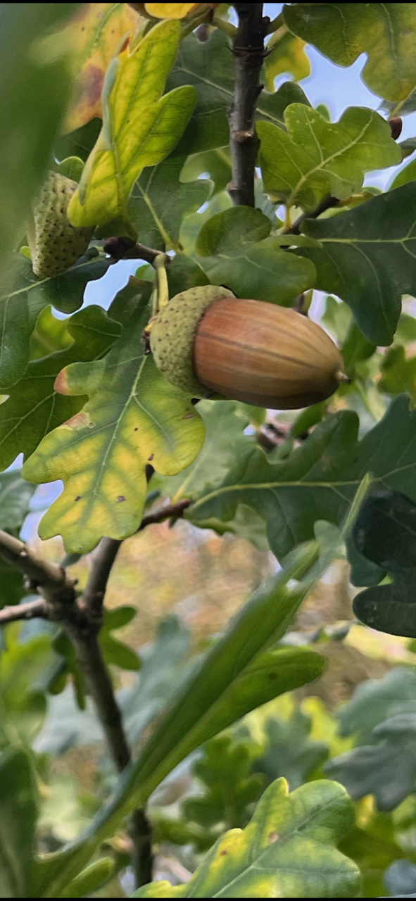Acorn from the Peace Oak