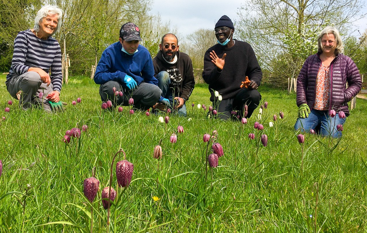 fritillaries-9359