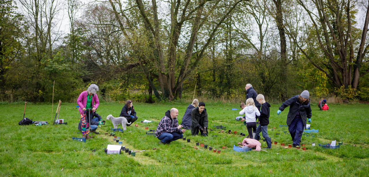 Carnival Meadow Planting-8106