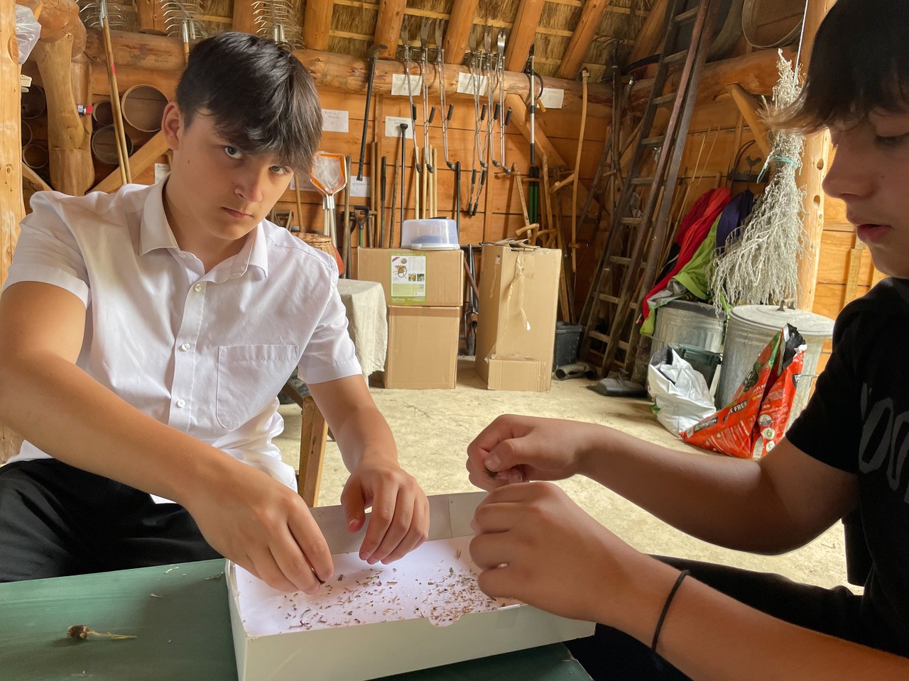 Bartholomew students podding seeds