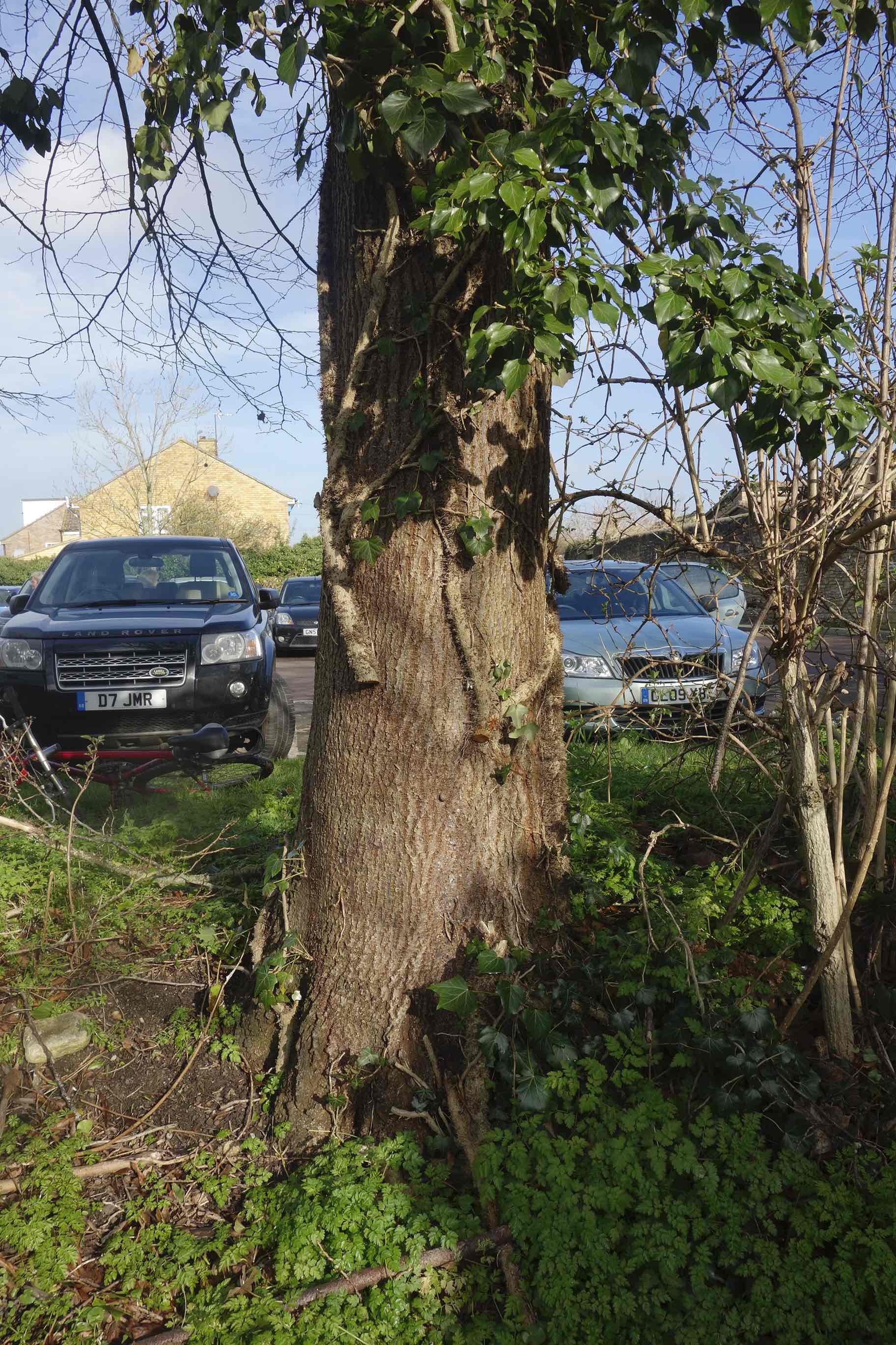 Ivy_cut. Back lane