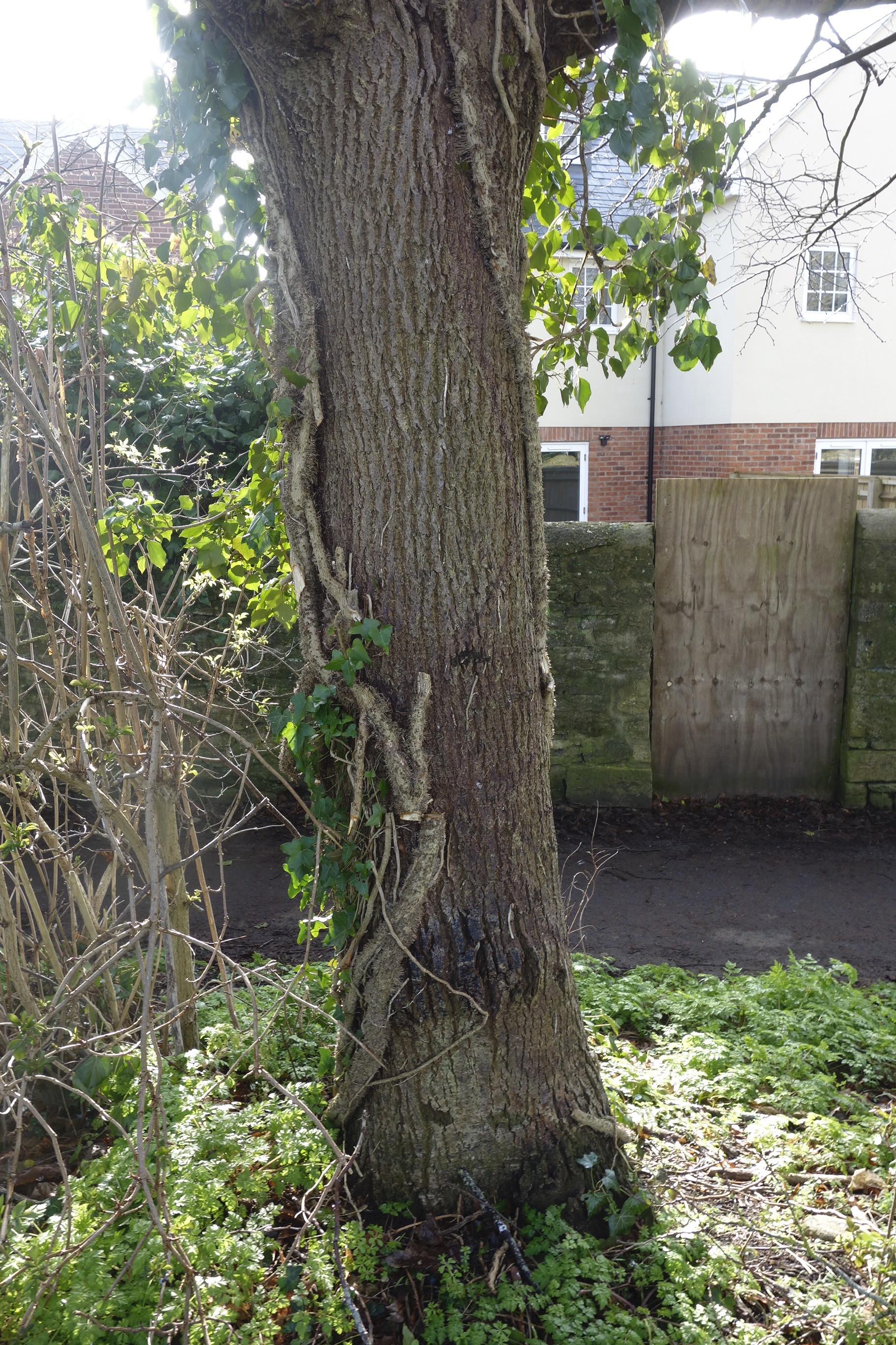 ivy_tree2 Back lane