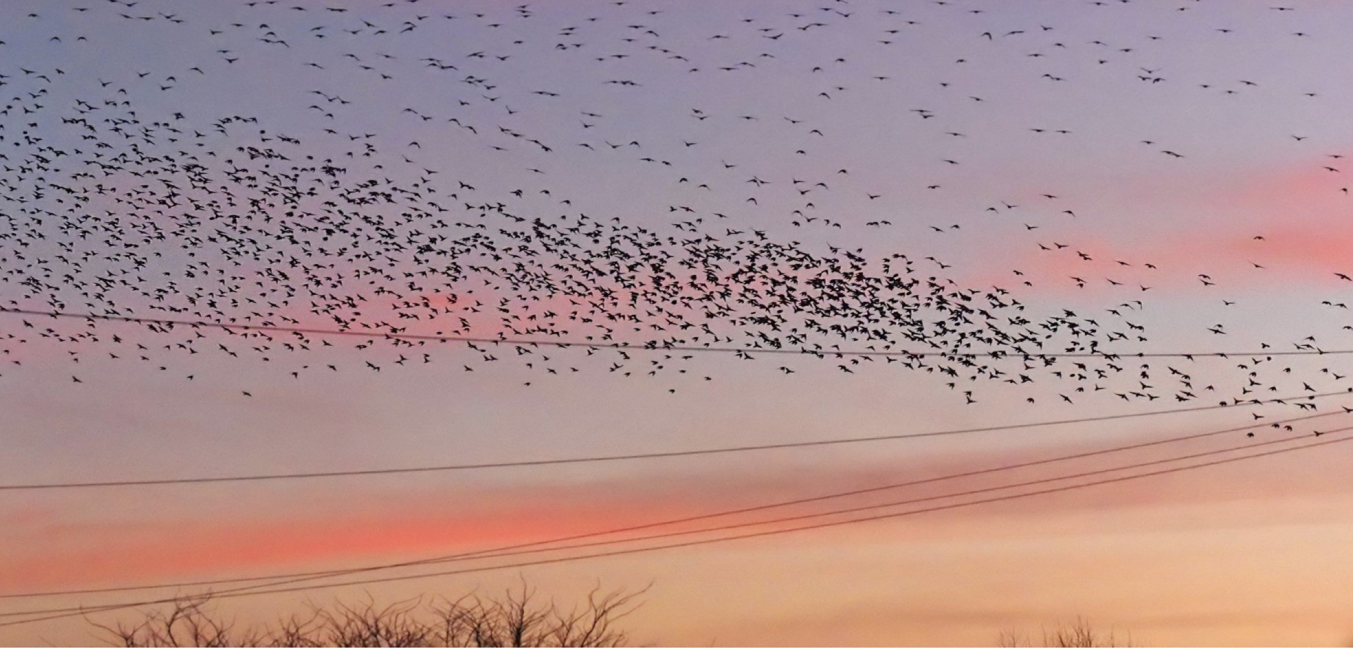 murmuration_2023